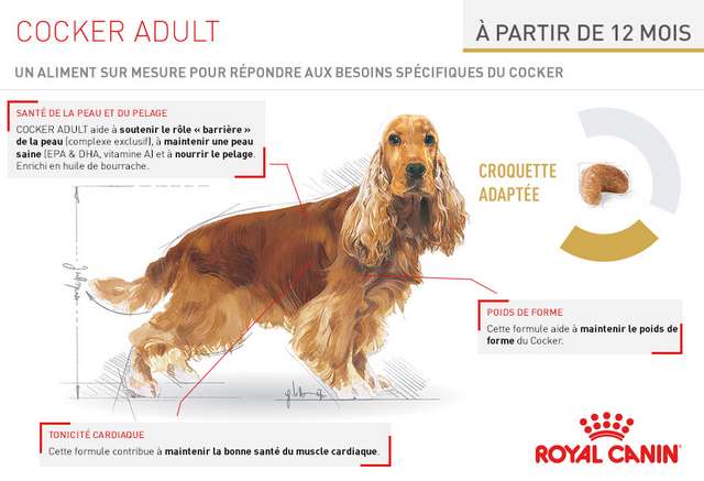 Schéma et description des croquettes Royal Canin Race Cocker Adult