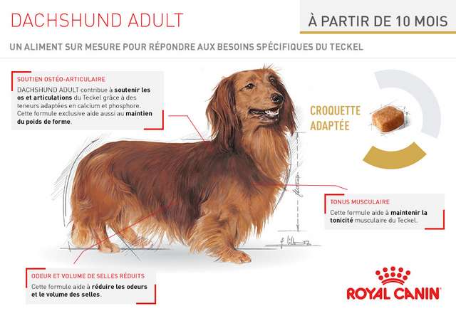 Schéma et description des croquettes Royal Canin Race Dachshund-Teckel Adult