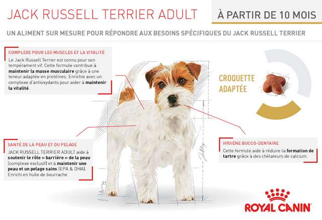 Schéma et description des croquettes Royal Canin Race Jack Russell Adult