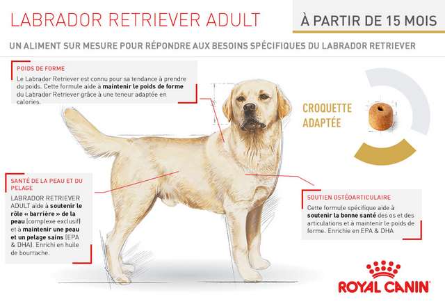 Schéma et description des croquettes Royal Canin Race Labrador Retriever Adult
